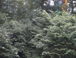 js vogelschiessen 2024004